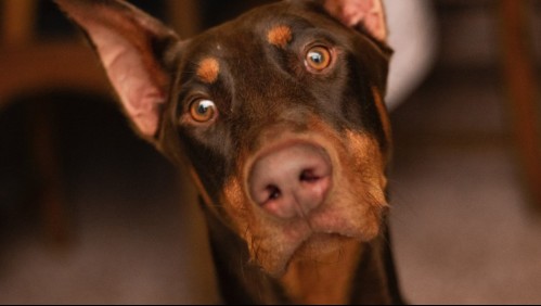 Unos genios peludos: Estas son las 15 razas de perros más inteligentes del mundo