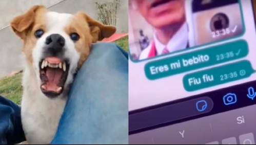 No la soporta: Perro se hace viral en Internet por su furiosa reacción al escuchar 'Mi bebito fiu fiu'