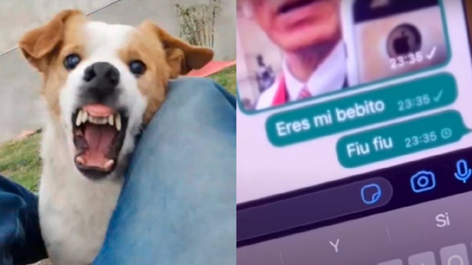 perrito-malvado Perrito Malvado