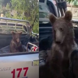 Oso se Oso se