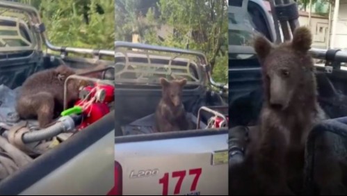 Oso se 'emborrachó' por comer mucha miel: Se cree que contenía una sustancia de tipo alucinógena