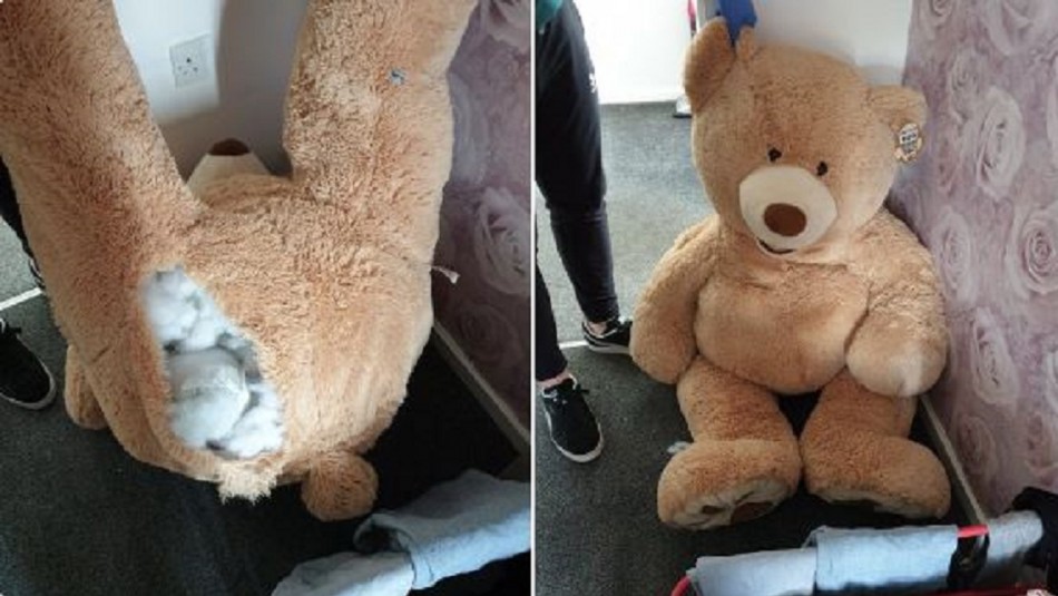 Se escondía de la policía: Ladrón fue detenido tras haber sido encontrado adentro de un oso de peluche gigante