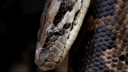 La serpiente la había atacado: Niña de 2 años mató a un reptil de un mordisco