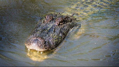 Adulta mayor fue asesinada por un caimán tras resbalarse en un estanque