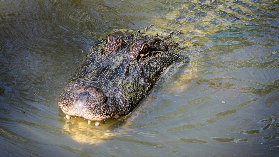 Una adulta mayor fue asesinada por un caimán tras resbalarse en un estanque en Estados Unidos.