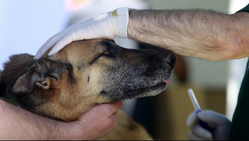 'No permitiremos acciones de este tipo': municipalidad de Maipú investiga denuncia de zoofilia sufrida por perro