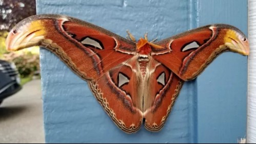 Detectan polilla 'gigante' en Estados Unidos: Es la primera vez que aparece en el país