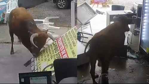 Toro que era llevado al matadero escapó y arrasó con un local comercial en Perú