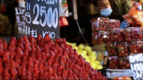 Plaga de 'nematodos' genera emergencia agrícola en plantaciones de frutilla