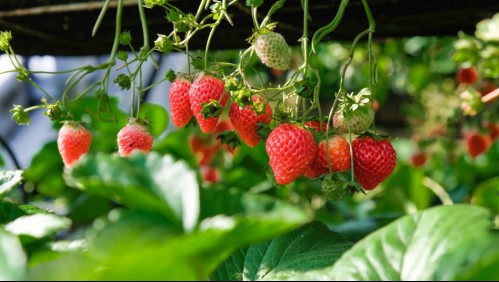Emergencia agrícola por plagas en frutillas: ¿Son peligrosas para las personas?