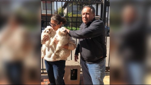 Encuentran en buenas condiciones a los dos perros sustraídos tras robo de una camioneta en La Florida