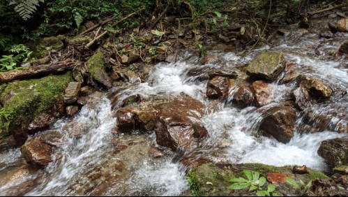 'Es trágico': Hombre murió ahogado en un río mientras intentaba rescatar al perro de su prometida