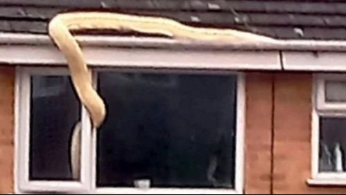 Encuentran una serpiente gigante ingresando por la ventana de una casa: 'Se movía por todo el techo'