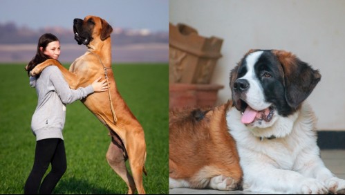 ¡Son gigantes! Estas son las 10 razas de perros más grandes de todo el mundo