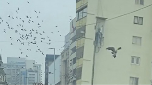 'Eso es muy difícil de ver': captan ataque de águila a bandada de palomas en plena Alameda