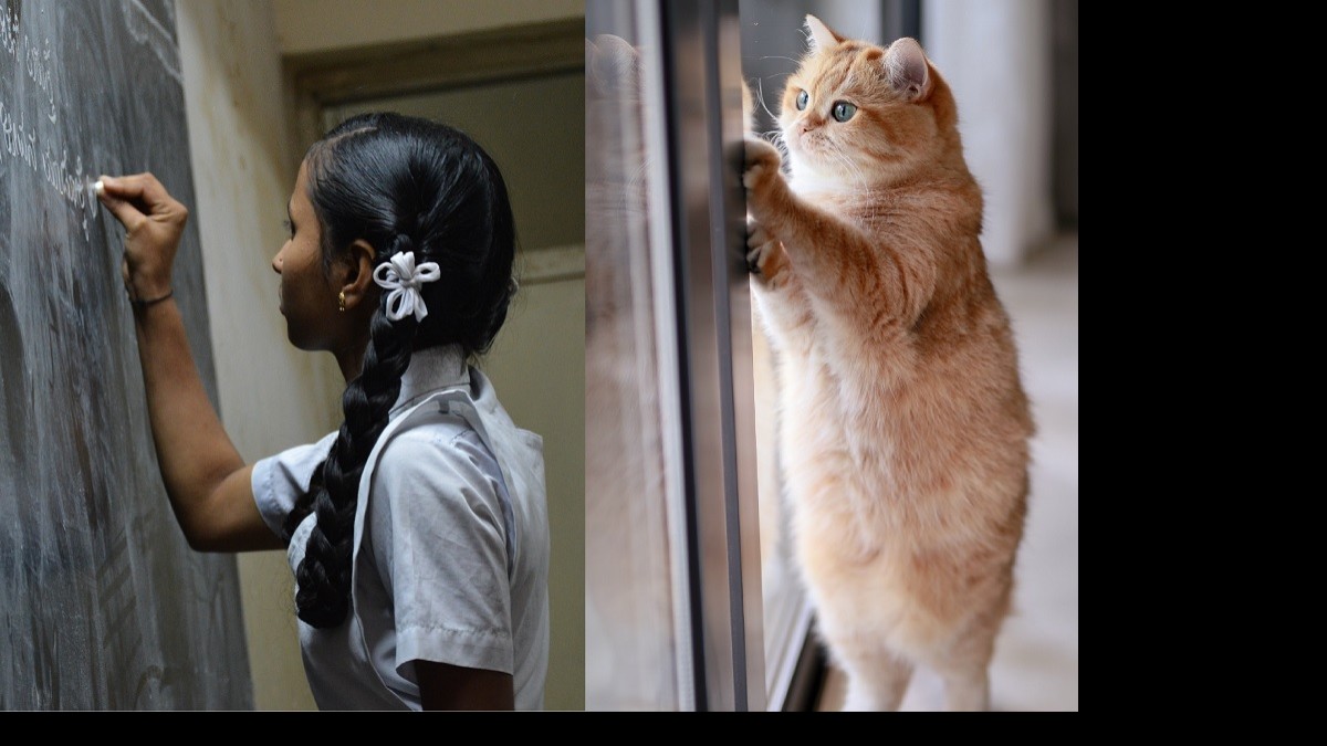 A adolescente que se transforma num gato