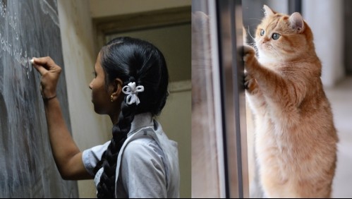 Una adolescente se cree gato, sus padres y su escuela la apoyan:  'Es fenomenalmente brillante'