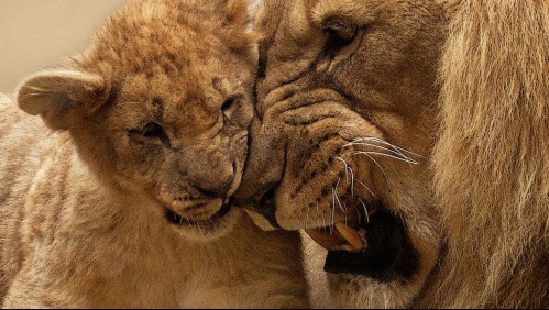 Hombre fue devorado por un león tras intentar robar un cachorro de un zoológico