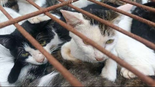 Rescatan a 150 gatos capturados para consumo humano: Usaban gorriones para atraerlos
