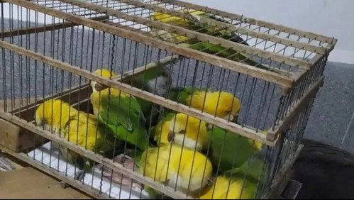Detienen a banda que 'desteñía' a loros con agua oxigenada para venderlos como aves exóticas