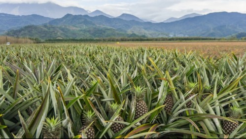 ¿Te preocupan las enfermedades renales? Esta fruta te ayudará a tener tus riñones sanos