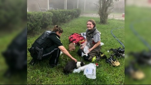 Estaba entregando paquetes en el sector: Repartidora rescató a cachorros de un incendio en una casa