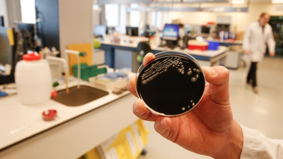 bacteria-legionella bacteria legionella