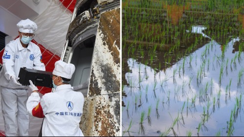Esto es lo que pasa cuando intentas cultivar arroz en el espacio