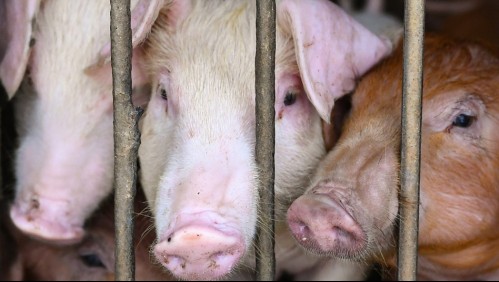 Peste porcina africana se extiende 'a un ritmo alarmante' por toda Europa