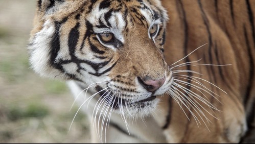 Madre lucha contra un tigre para salvar a su bebé: Terminó con los pulmones perforados