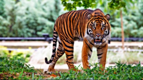 Mujer luchó con un tigre para salvar a su bebé de ser devorado: Felino se escapó de una reserva