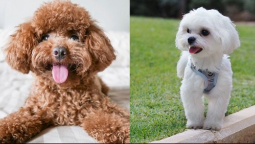 Podría ayudar a las personas con alergia: Estas son las 5 razas de perros que menos pelechan