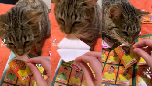 'Un michi coleccionista': Gato ayuda a su dueña a pegar láminas del álbum del Mundial