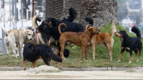 Un padre y su hijo fueron atacados por un perro Rottweiler en plena vía pública de Coquimbo