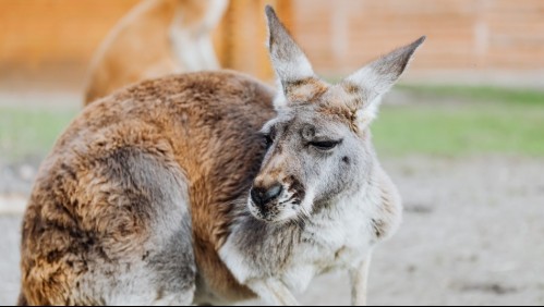 Canguro hirió de gravedad a un hombre e impidió que fuera atendido por paramédicos