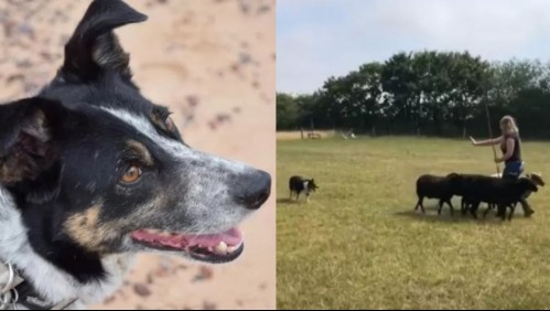 Perrita fue abandonada por ser sorda, fue adoptada y aprendió a leer señas para pastorear