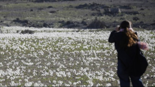 Desierto florido: Revisa las imágenes que ha dejado este fenómeno de la región de Atacama