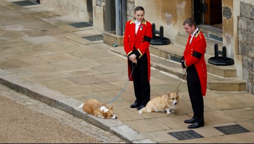 No se ausentaron: Corgis de la reina Isabel II llegaron a Windsor a darle el último adiós a la fallecida monarca