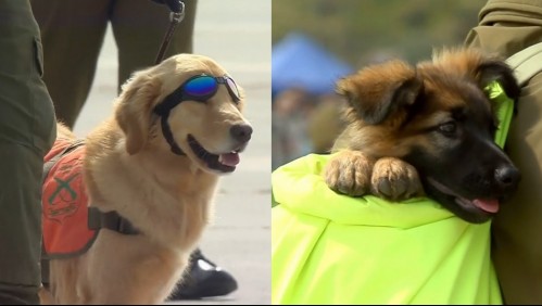 Los cachorros se llevaron las miradas: Así fue el desfile de los perros de Carabineros en la Parada Militar 2022