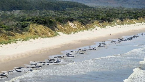 Alrededor de 200 ballenas piloto mueren en una playa australiana: 32 lograron ser rescatadas