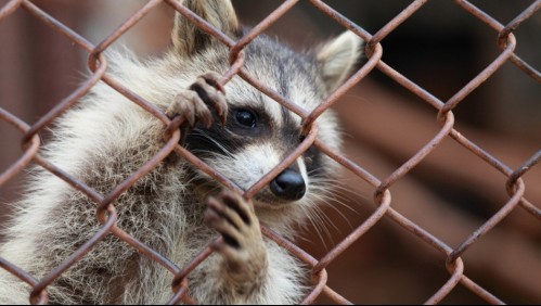 Llevó un mapache a un bar, la arrestaron y terminaron sacrificando al animal: Podría pasar 2 años en prisión