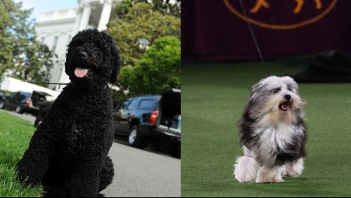 Hasta 7 mil dólares: Estas son las razas de perros más caras del mundo