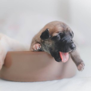 Decapita a un cachorro para vengarse de sus dueños que lo desalojaron de una habitación que rentaba Decapita a un cachorro para vengarse de sus dueños que lo desalojaron de una habitación que rentaba