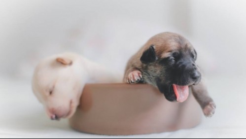 Decapita a un cachorro para vengarse de sus dueños que lo desalojaron de una habitación que rentaba