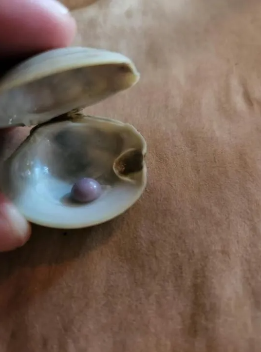 El hombre mostró en las redes sociales la perla que encontró en su plato de almejas.