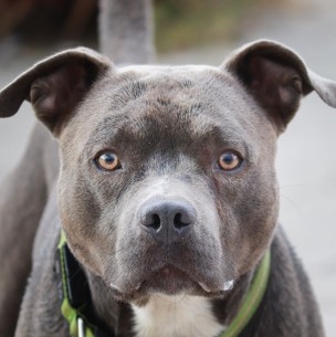 En riesgo vital se encuentra adulto mayor que fue atacado por dos perros pitbull en La Unión En riesgo vital se encuentra adulto mayor que fue atacado por dos perros pitbull en La Unión