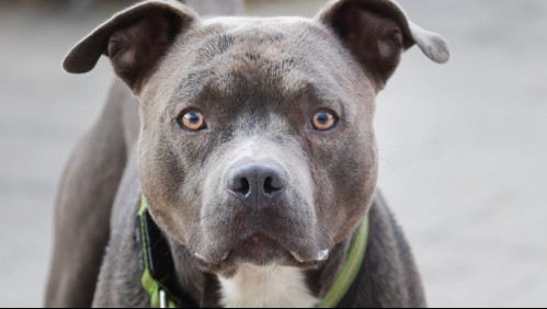 En riesgo vital se encuentra adulto mayor que fue atacado por dos perros pitbull en La Unión