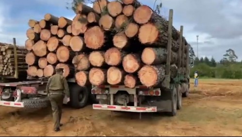 Detienen al 'Mentolato': Uno de los posibles cabecillas del robo de madera en Arauco