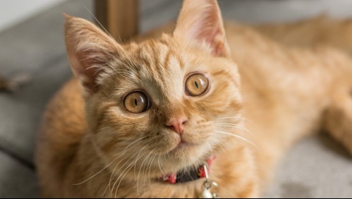 'Controla a tus animales o desaparecerán': El amenazante mensaje que recibió una mujer por el comportamiento de su gato