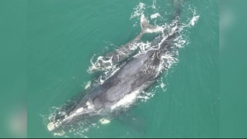 Avistan ballena franca austral junto a su cría en las costas Concón: Sernapesca prohibió su observación desde el mar